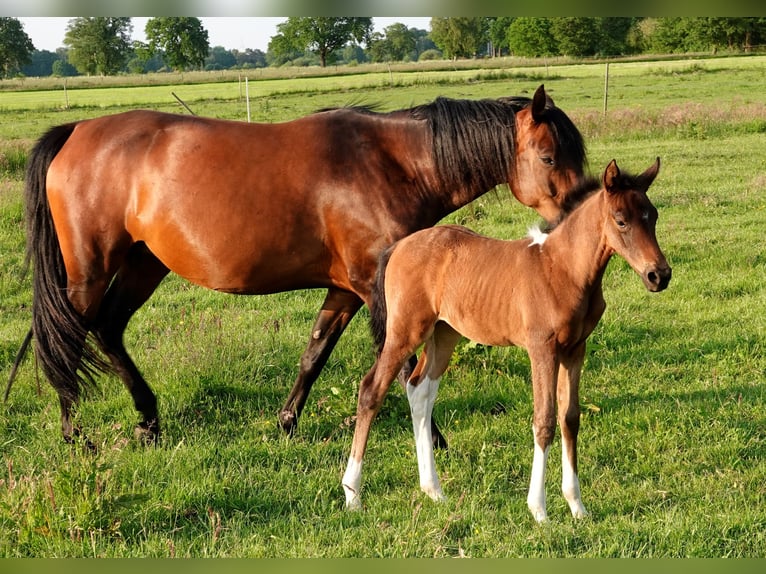 Mangalarga Marchador Jument 2 Ans 155 cm Bai in Neuenkirchen