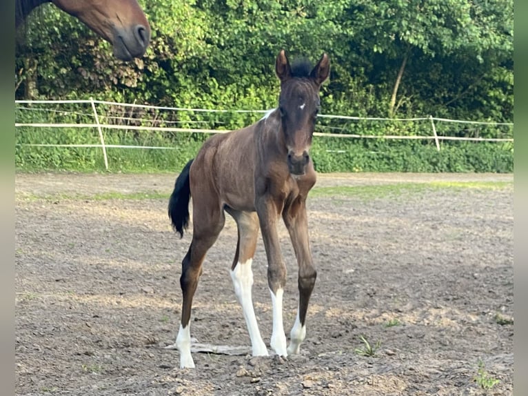 Mangalarga Marchador Jument 2 Ans 155 cm Bai in Neuenkirchen