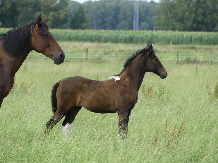 Mangalarga Marchador Jument 2 Ans 155 cm Bai in Neuenkirchen