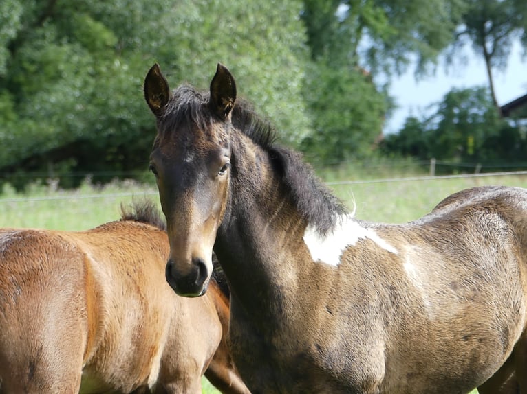 Mangalarga Marchador Jument 2 Ans 155 cm Bai in Neuenkirchen