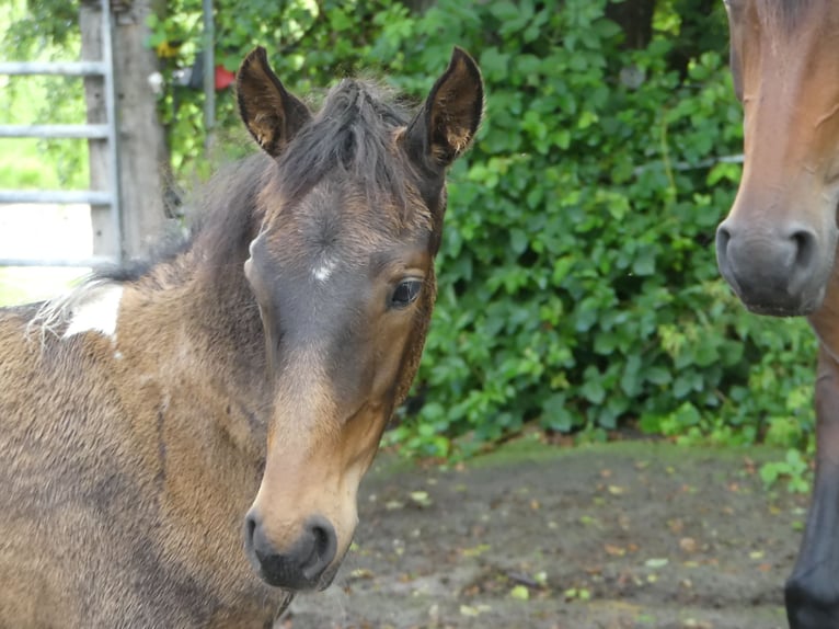 Mangalarga Marchador Jument 2 Ans 155 cm Bai in Neuenkirchen