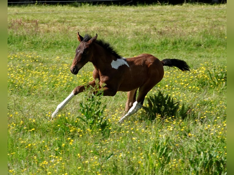 Mangalarga Marchador Jument 2 Ans 155 cm Bai in Neuenkirchen