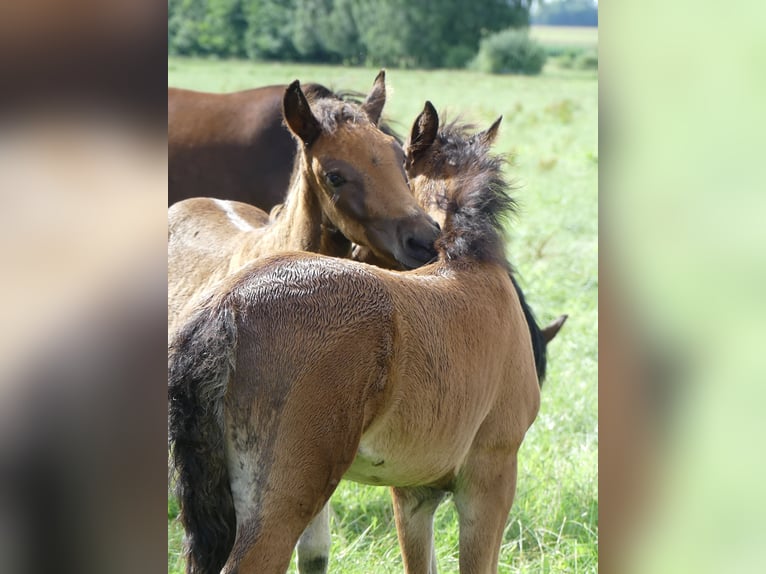 Mangalarga Marchador Jument 2 Ans 155 cm Bai in Neuenkirchen