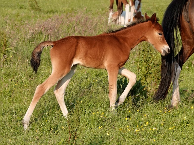 Mangalarga Marchador Jument 2 Ans 155 cm Bai in Neuenkirchen