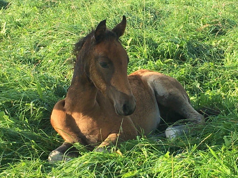 Mangalarga Marchador Jument 2 Ans 155 cm Bai in Neuenkirchen