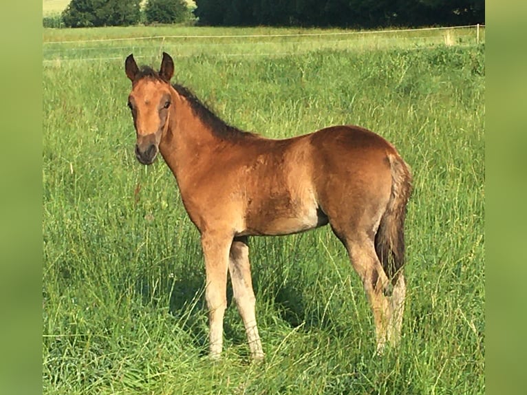 Mangalarga Marchador Jument 2 Ans 155 cm Bai in Neuenkirchen