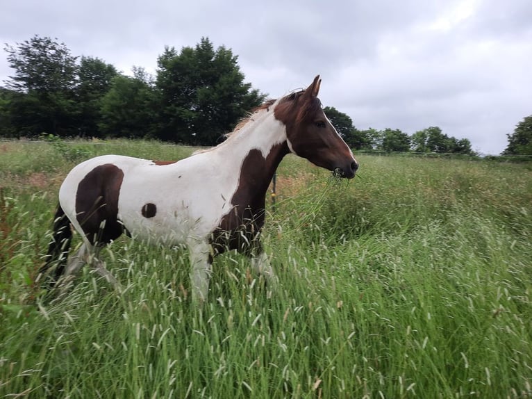 Mangalarga Marchador Jument 3 Ans 148 cm Pinto in Wahlstorf