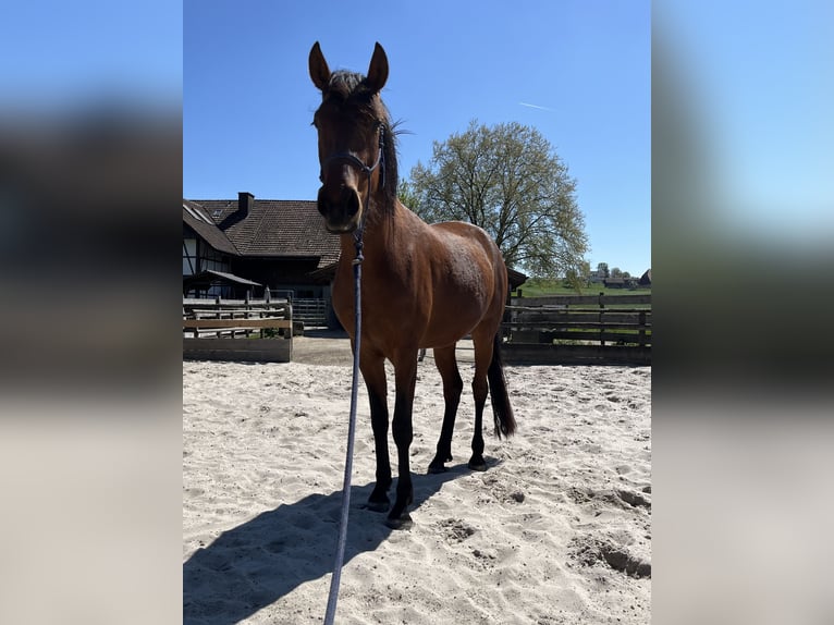 Mangalarga Marchador Jument 3 Ans 152 cm Bai in Diessbach