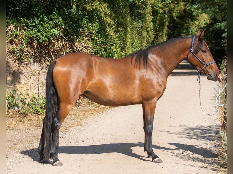 Mangalarga Marchador Jument 4 Ans 147 cm Bai in Nijmegen