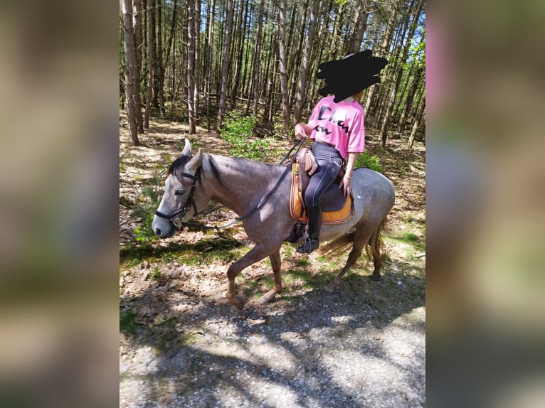 Mangalarga Marchador Jument 5 Ans 147 cm Aubère in Wilbertoord