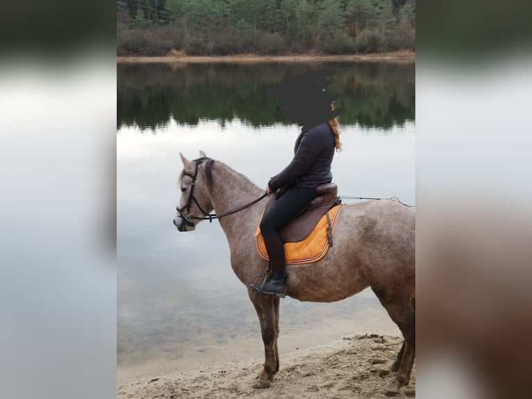 Mangalarga Marchador Jument 5 Ans 147 cm Aubère in Wilbertoord