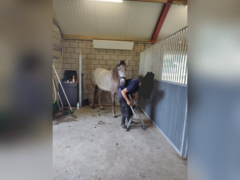 Mangalarga Marchador Jument 5 Ans 147 cm Aubère in Wilbertoord