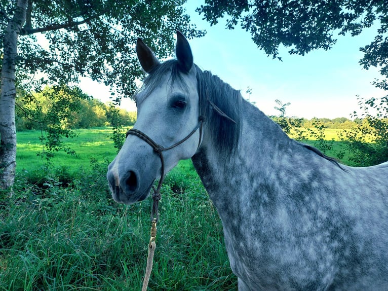 Mangalarga Marchador Jument 7 Ans 146 cm Gris pommelé in Leer (Ostfriesland)