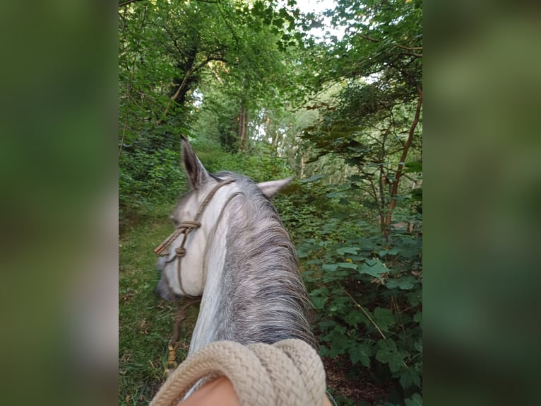 Mangalarga Marchador Jument 7 Ans 146 cm Gris pommelé in Leer (Ostfriesland)