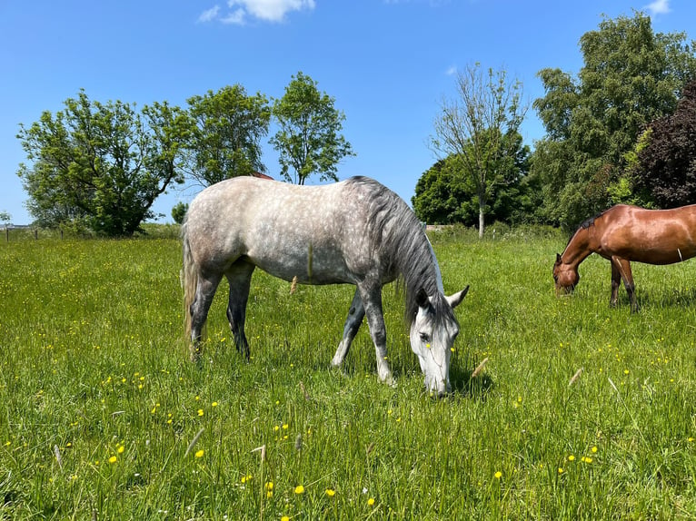 Mangalarga Marchador Jument 7 Ans 146 cm Gris pommelé in Leer (Ostfriesland)