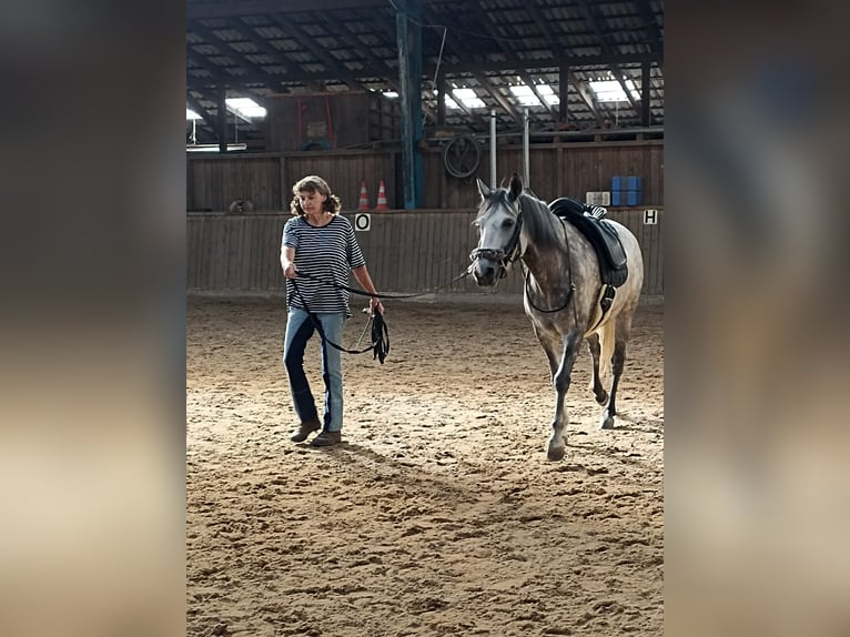 Mangalarga Marchador Jument 7 Ans 146 cm Gris pommelé in Leer (Ostfriesland)