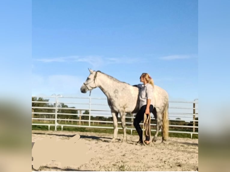 Mangalarga Marchador Jument 7 Ans 146 cm Gris pommelé in Leer (Ostfriesland)