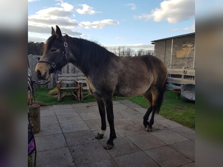 Mangalarga Marchador Jument 8 Ans 149 cm Buckskin in Gram