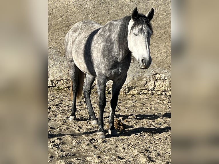 Mangalarga Marchador Jument 8 Ans 149 cm Gris moucheté in Belmont-sur-Yverdon