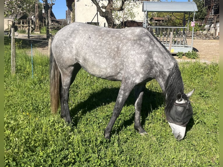 Mangalarga Marchador Jument 8 Ans 149 cm Gris moucheté in Belmont-sur-Yverdon