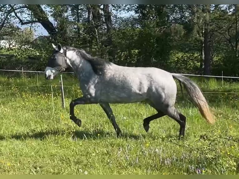 Mangalarga Marchador Jument 8 Ans 149 cm Gris moucheté in Belmont-sur-Yverdon