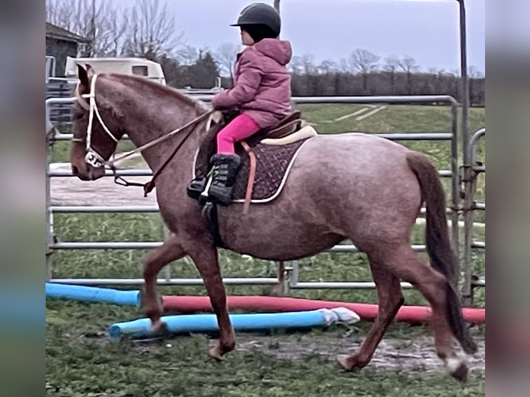 Mangalarga Marchador Jument 9 Ans 149 cm Rouan Rouge in Skærbæk