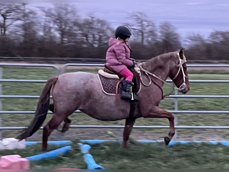 Mangalarga Marchador Jument 9 Ans 149 cm Rouan Rouge in Skærbæk