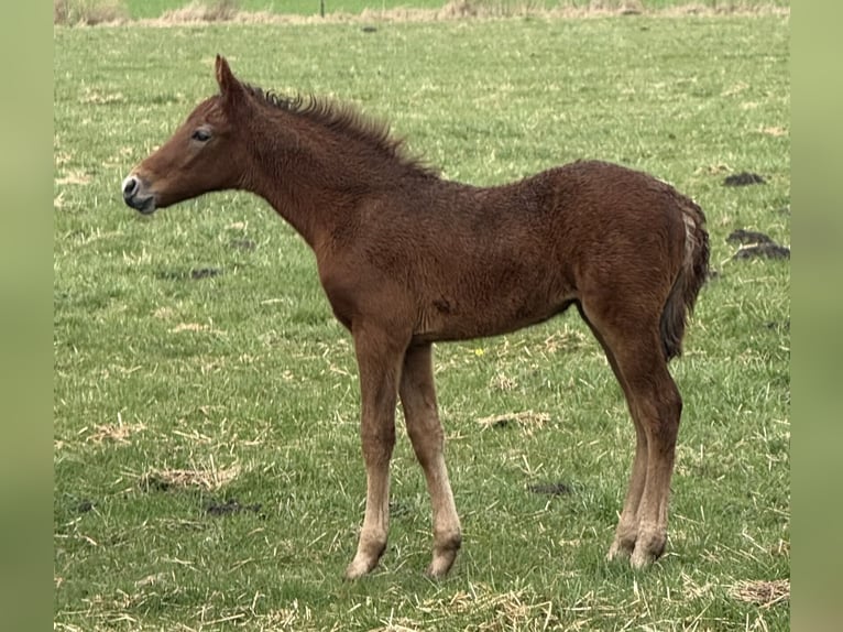 Mangalarga Marchador Jument Poulain (03/2025) 153 cm Aubère in Neuenkirchen
