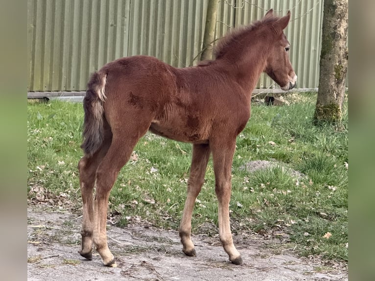 Mangalarga Marchador Jument Poulain (03/2025) 153 cm Aubère in Neuenkirchen