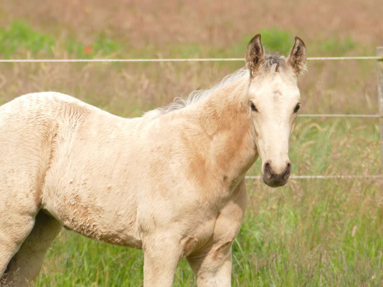 Mangalarga Marchador Jument Poulain (04/2025) 153 cm Buckskin in Neuenkirchen