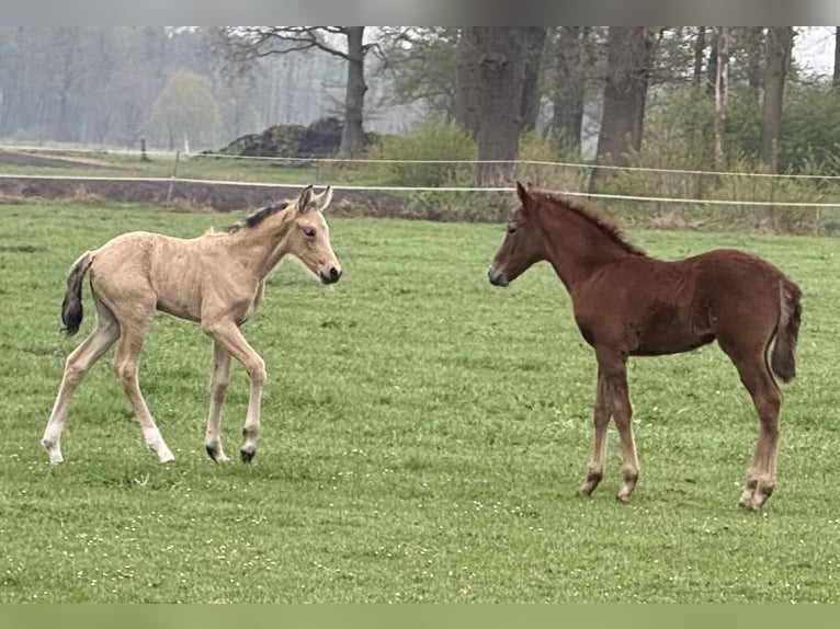 Mangalarga Marchador Jument Poulain (04/2025) 153 cm Buckskin in Neuenkirchen