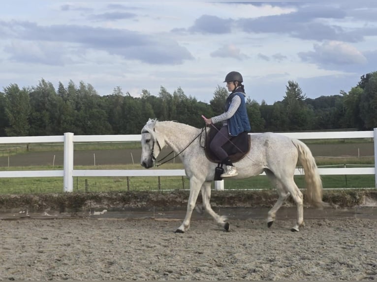 Mangalarga Marchador Klacz 14 lat 150 cm Siwa w hreczce in Bottrop