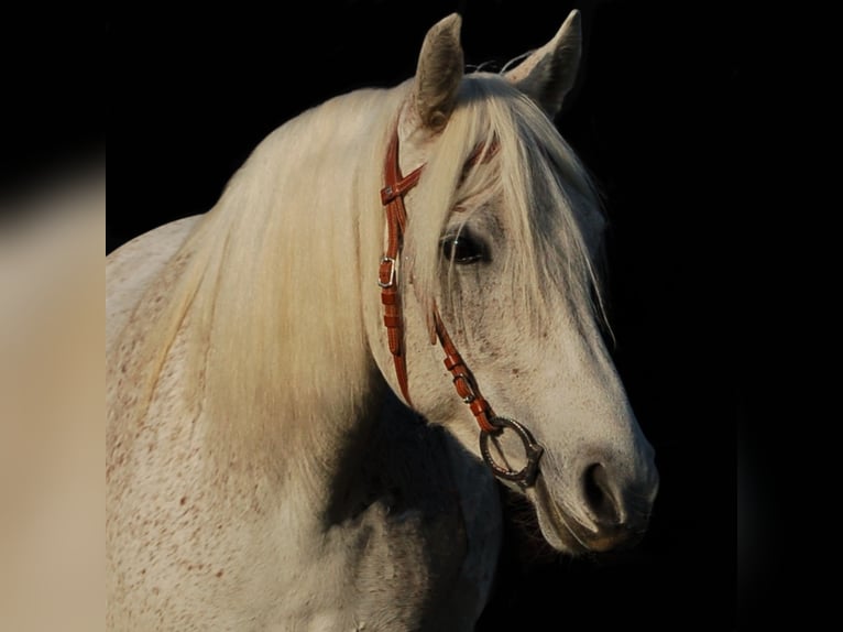 Mangalarga Marchador Klacz 14 lat 150 cm Siwa w hreczce in Oberhausen