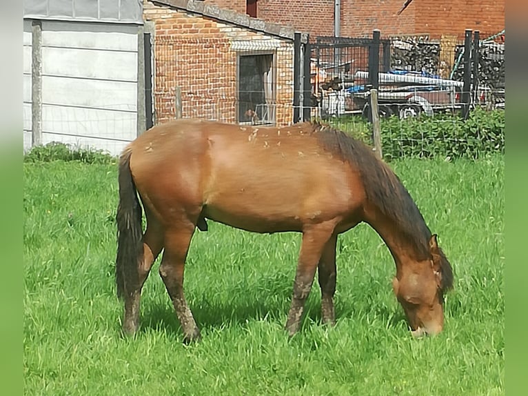 Mangalarga Marchador Klacz 18 lat 150 cm in ghislenghien