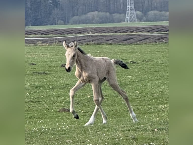 Mangalarga Marchador Klacz 1 Rok 153 cm Jelenia in Neuenkirchen