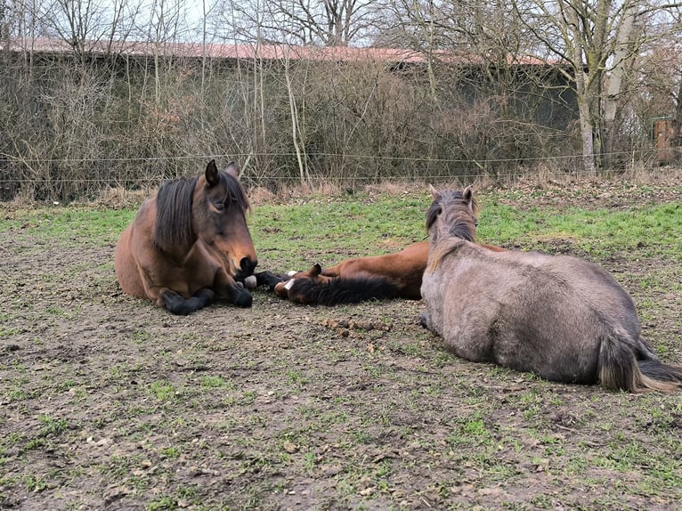 Mangalarga Marchador Klacz 1 Rok 153 cm Kasztanowatodereszowata in Neuenkirchen