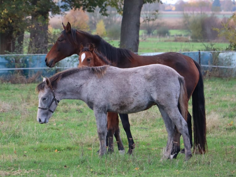 Mangalarga Marchador Klacz 1 Rok 153 cm Kasztanowatodereszowata in Neuenkirchen