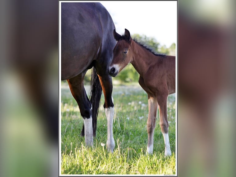 Mangalarga Marchador Klacz 2 lat 152 cm Srokata in Neuenkirchen