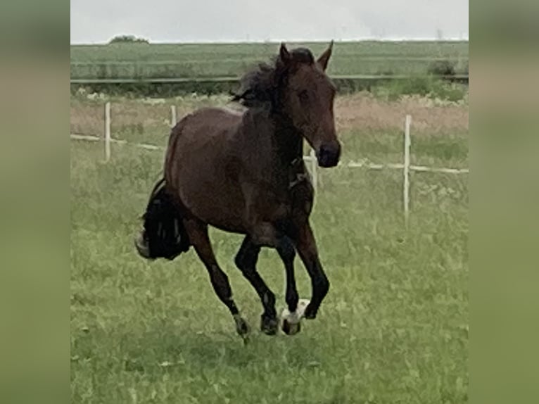 Mangalarga Marchador Klacz 3 lat 153 cm Gniada in Neuenkirchen