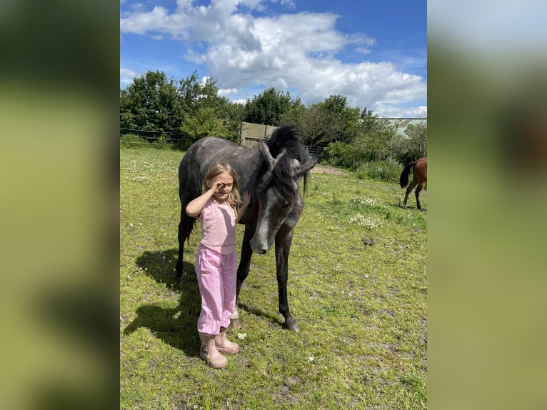 Mangalarga Marchador Klacz 4 lat 151 cm Siwa jabłkowita in Skærbæk