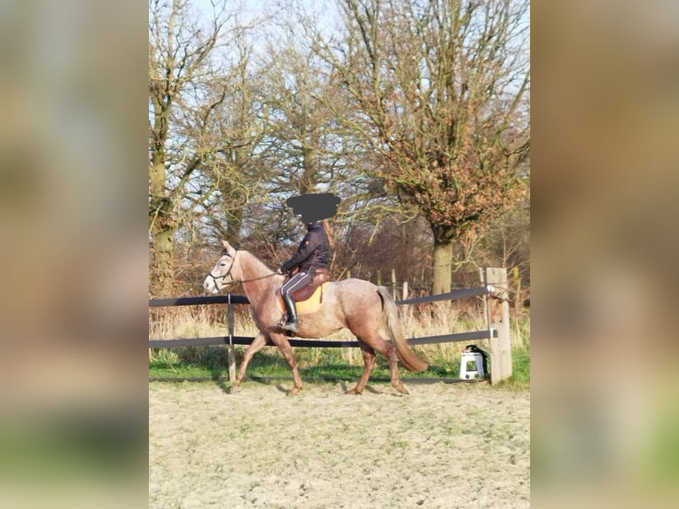 Mangalarga Marchador Klacz 5 lat 147 cm Kasztanowatodereszowata in Wilbertoord