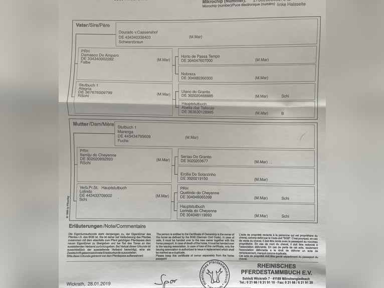 Mangalarga Marchador Klacz 7 lat 149 cm Siwa w hreczce in Belmont-sur-Yverdon
