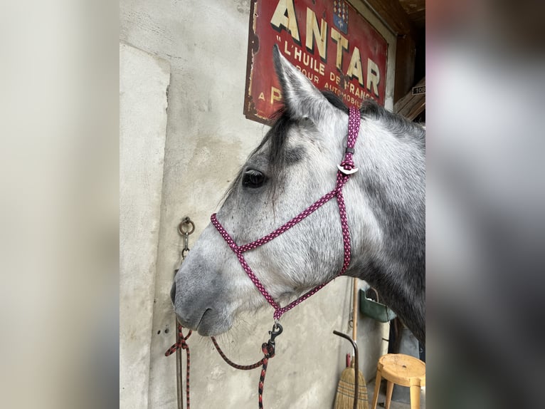 Mangalarga Marchador Klacz 7 lat 150 cm Siwa w hreczce in Belmont sur Yverdon