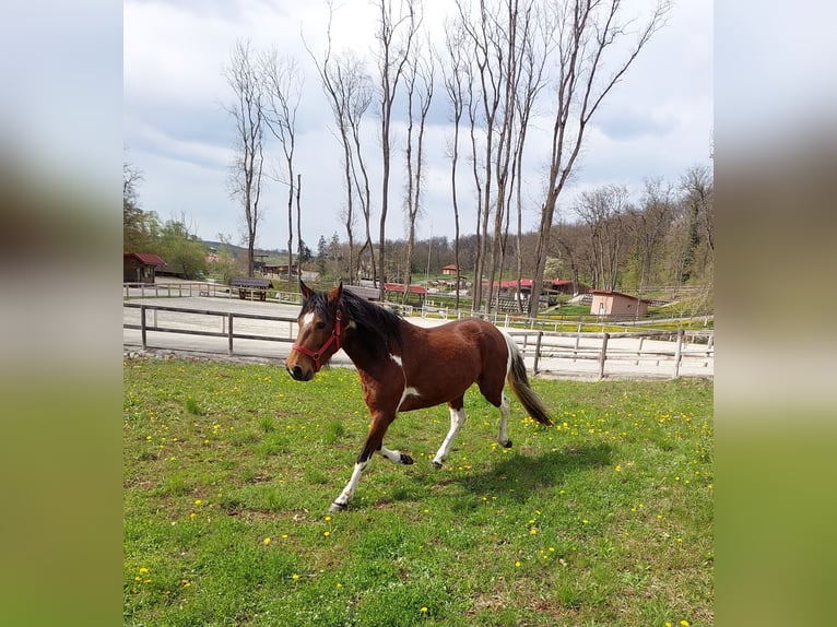Mangalarga Marchador Klacz 8 lat 140 cm Srokata in Dumbravita