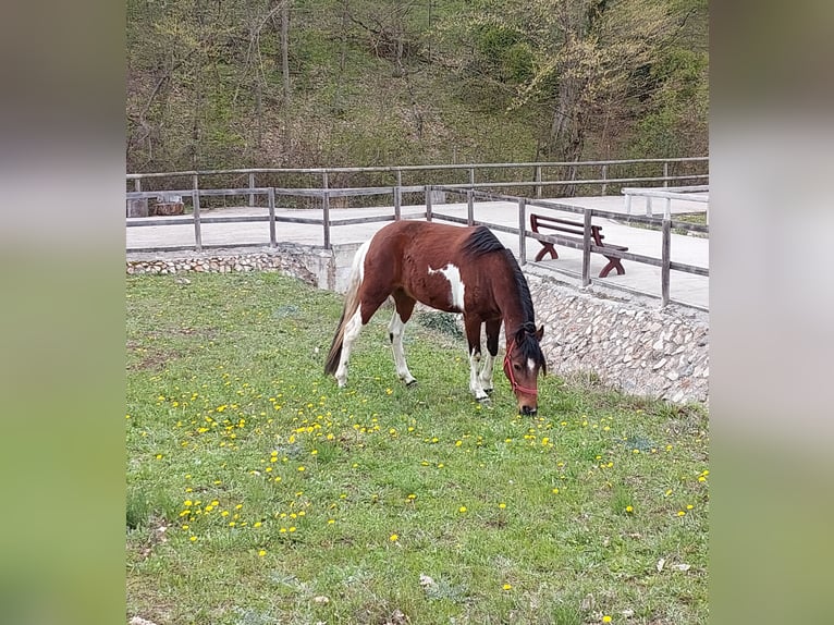 Mangalarga Marchador Klacz 8 lat 140 cm Srokata in Dumbravita