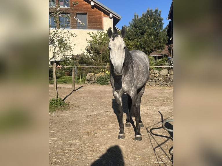Mangalarga Marchador Klacz 8 lat 149 cm Siwa w hreczce in Belmont-sur-Yverdon