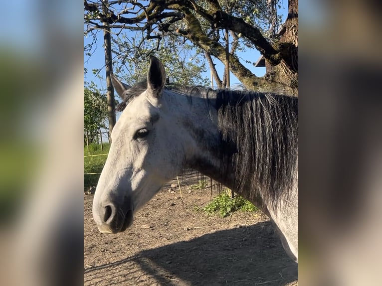 Mangalarga Marchador Klacz 8 lat 149 cm Siwa w hreczce in Belmont-sur-Yverdon