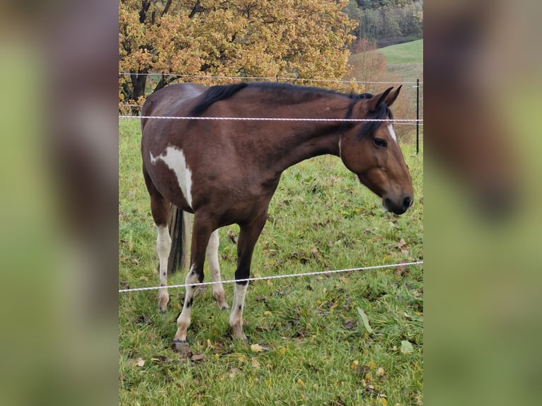 Mangalarga Marchador Klacz 9 lat 140 cm Srokata in Mossautal
