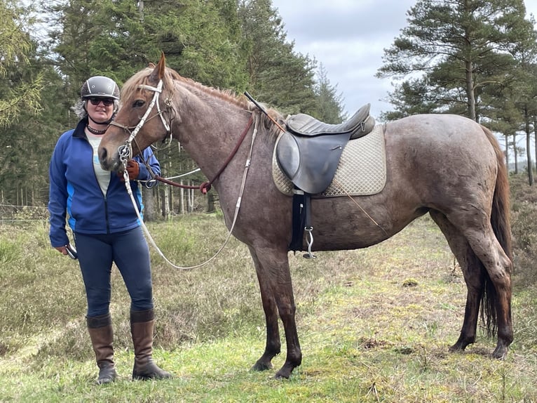 Mangalarga Marchador Klacz 9 lat 149 cm Kasztanowatodereszowata in Skærbæk