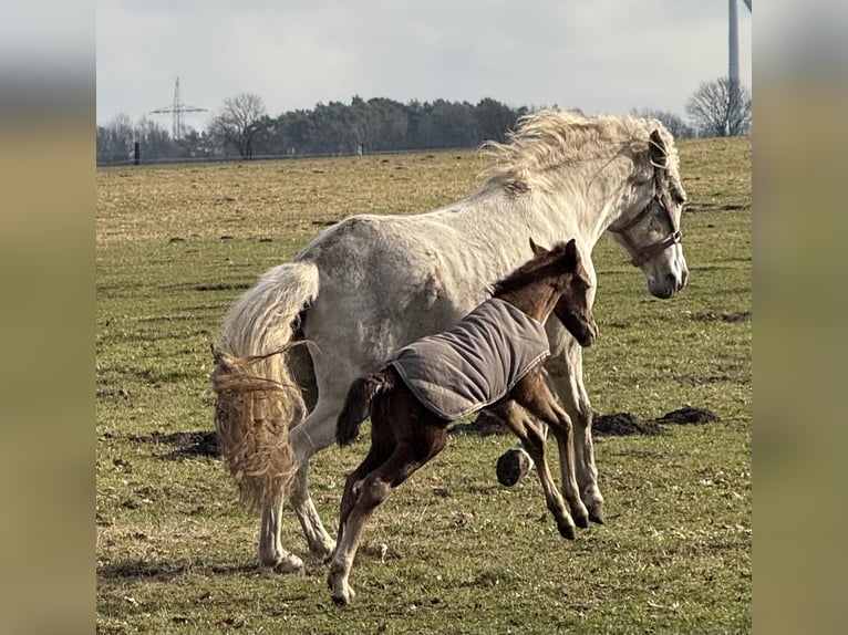 Mangalarga Marchador Klacz Źrebak (03/2025) 153 cm Kasztanowatodereszowata in Neuenkirchen